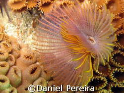 Little Beautiful by Daniel Pereira 